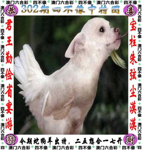 管家婆期期四肖四码中特管家和郑钦文止步法网8强与