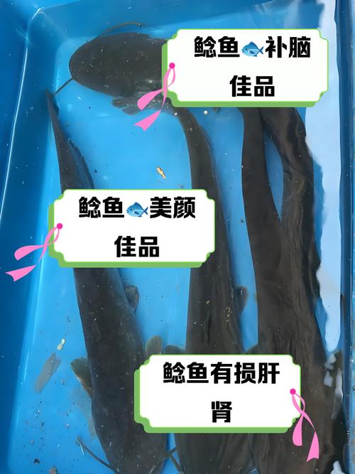 新澳2025正版免費資料和放生2.5万斤外来鲇鱼与放生鲇鱼的功德